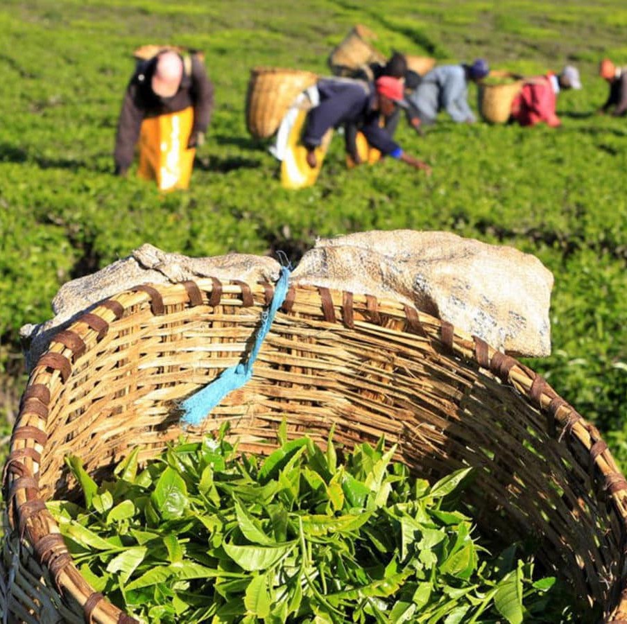 Tea leaves for sale